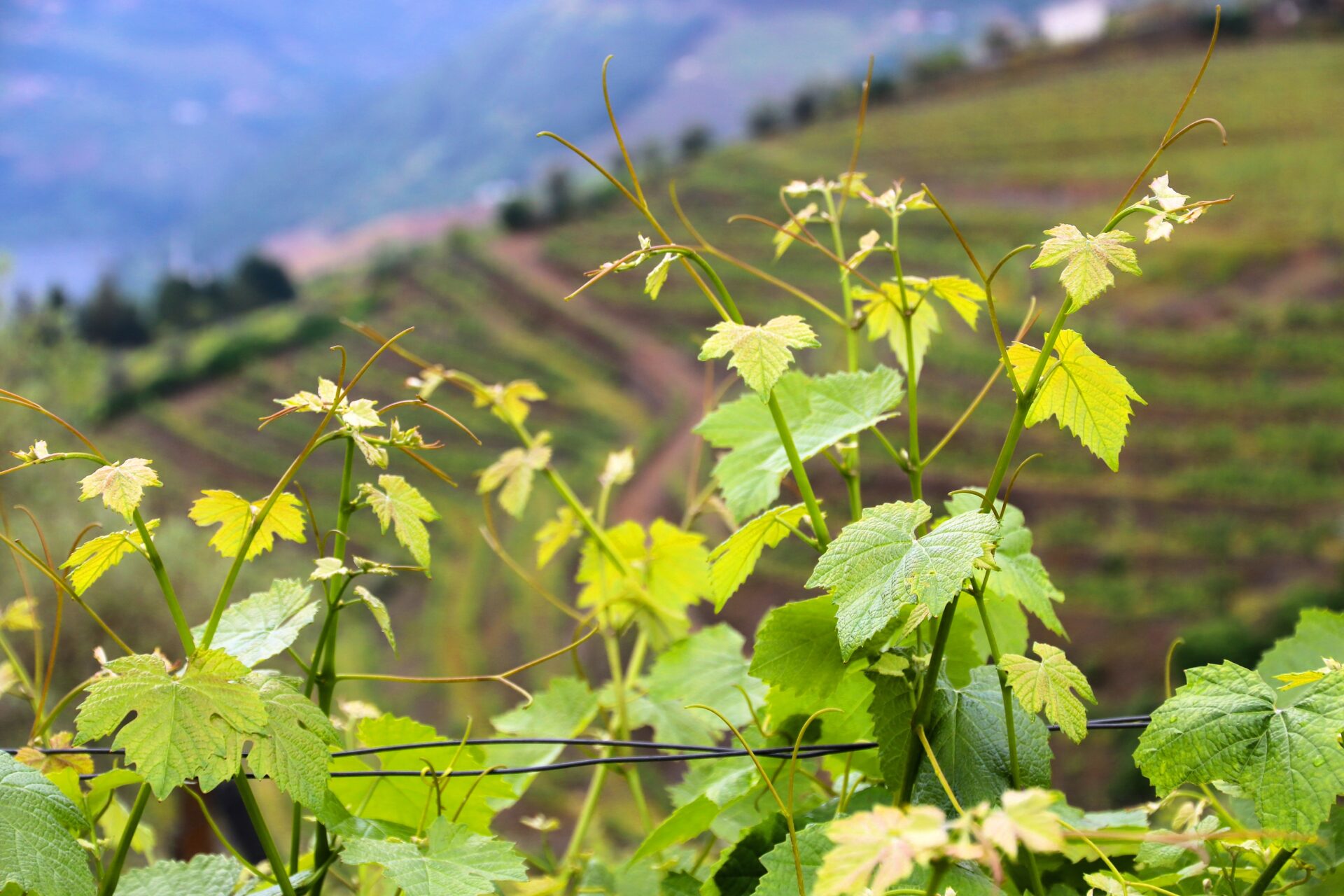 Regiões de vinho em Portugal e nos Açores: guia prático para escolher melhor